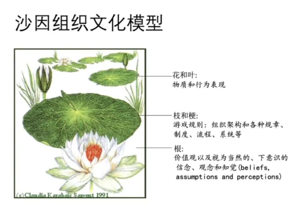 沙因的睡莲模型认为,文化由三个相互作用的层次组成:然后,过个三五年